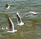 China Yunnan Kunming Tien Lake Dianchi Flying Wild Seagulls Feeding Sunny Blue Sky Birds Ocean Red-billed Gulls Nature