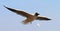 China Yunnan Kunming Tien Lake Dianchi Flying Wild Seagulls Feeding Sunny Blue Sky Birds Ocean Red-billed Gulls Nature