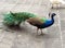 China Yunnan Xishuangbanna Flying Peacock Wild Birds Feeding Flocks Of Peacocks Phoenix Birds Jungle Primeval Forest Park