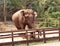 China Yunnan Xishuangbanna Wild Elephant Valley Elephants Park Garden Nature Jungle Forrest Trees Dumbo Circus