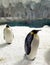 China Zhuhai Hengqin Chimelong King Penguin Side Profile Hotel Emperor Penguins Swimming Ocean Kingdom Circus Theme Park