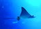 China Zhuhai Hengqin Chimelong Ocean Kingdom Searays Stingray Aquarium Devil Fish Water Marine Life Manta Deepwater Underwater UFO