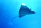 China Zhuhai Hengqin Chimelong Ocean Kingdom Searays Stingray Aquarium Devil Fish Water Marine Life Ocean Deepwater Underwater UFO