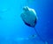 China Zhuhai Hengqin Chimelong Ocean Kingdom Searays Stingray Aquarium Devilfish Manta Marine Life Ocean Deepwater Underwater UFO