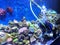 China Zhuhai Hengqin Chimelong Ocean Kingdom Tropical Fish Tank Live Coral Reef Sea World Aquarium Marine Life Diver Underwater