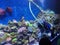 China Zhuhai Hengqin Chimelong Ocean Kingdom Tropical Fish Tank Live Coral Reef Sea World Aquarium Marine Life Diver Underwater