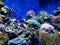 China Zhuhai Hengqin Chimelong Ocean Kingdom Tropical Fish Tank Live Coral Reef Sea World Aquarium Marine Life Diver Underwater