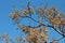 Chinaberry Melia azedarach fruits hanging on tree at winter