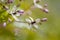 Chinaberry tree flowers