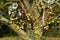 Chinaberry Tree Melia azedarach