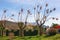 Chinaberry trees with yellow clusters of fruit in Mediterranean park on sunny March day. Montenegro, Tivat city