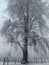 Chinar tree in kashmir during snow