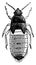 Chinch Bug Pupa, vintage illustration