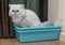 Chinchila persian cat using toilet, litter box, for pooping or urinate