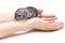 Chinchilla baby sitting on hands