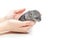 Chinchilla baby sitting on hands