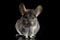 Chinchilla on Black background