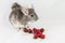 Chinchilla with cherries