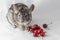 Chinchilla with cherries