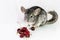 Chinchilla and cherries