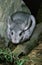 Chinchilla, chinchilla laniger, Adults