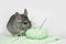 Chinchilla crochets in studio on white background