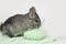 Chinchilla crochets in studio on white background