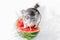 Chinchilla eating lollipop on watermelon