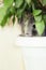 Chinchilla muzzle with whiskers peeks out of ficus leaves in room, pet walking in interior, life of domestic animals indoors, pet