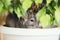 Chinchilla muzzle with whiskers peeks out of ficus leaves in room, pet walking in interior, life of domestic animals indoors, pet