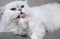 Chinchilla Persian Cat, Silver shade licking his paw for cleaning and grooming itself. Healthy cat