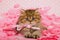 Chinchilla Persian kitten on pink petals