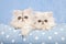 Chinchilla Persian kittens on blue