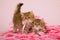 Chinchilla Persian kittens on pink