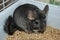 Chinchilla a pet indoor at human`s house sneaking in the corner