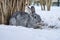 Chinchilla rabbit in the snow