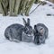 Chinchilla rabbits in the snow