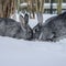Chinchilla rabbits in the snow