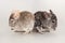 Chinchilla rodent domestic pet animal