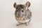 Chinchilla rodent domestic pet animal