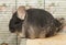 Chinchilla sitting in a cage