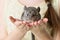 Chinchilla sitting on hands