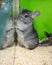 Chinchilla standing in a cage trying to get out