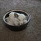 Chinchilla taking a dust bath