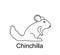 Chinchilla vector line contour illustration isolated on white.