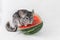 Chinchilla on watermelon