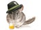 Chinchilla wearing beer festival hat with pint