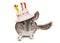 Chinchilla wearing happy birthday hat