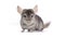 Chinchilla on white background