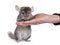 Chinchilla on white background